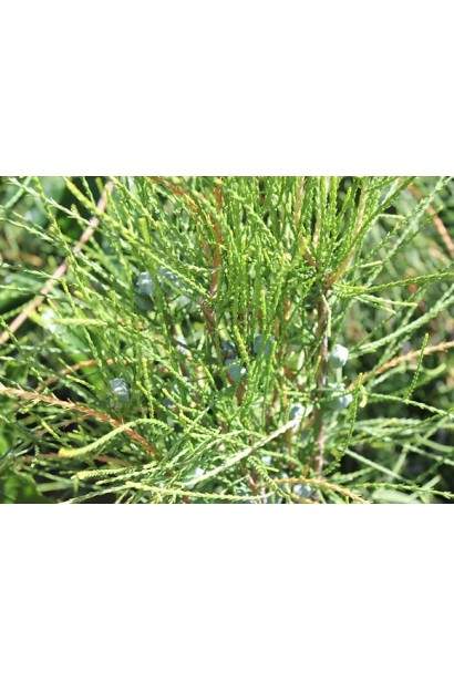 Молодой прирост Туи восточной Фрэнки Бой.